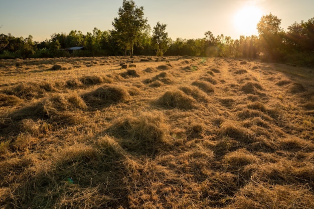 Mangime per animali, fieno compresso nel campo. agricoltura