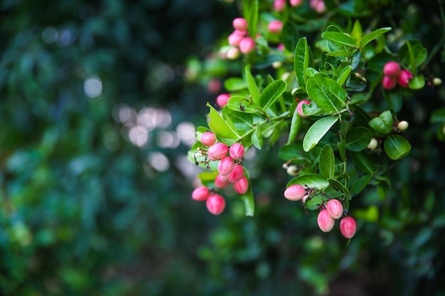 Mango sbadiglio lime o bengala ribes spina di cristo o carunda o karonda thailandia frutta