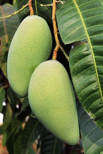 Mango sul ramo di un albero