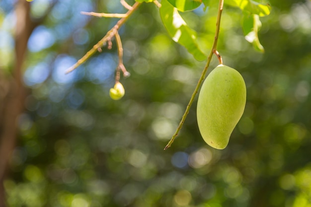 mango sull&#39;albero con sfondo di natura