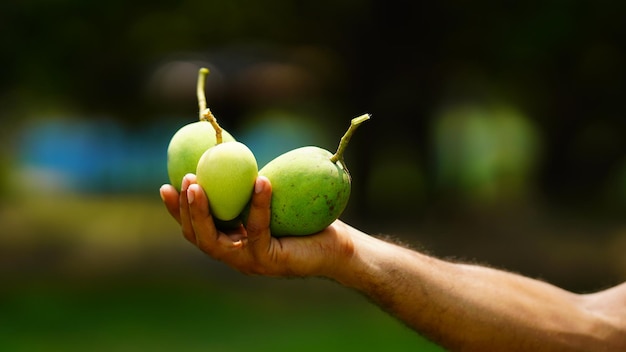 Mango verde acerbo in mano