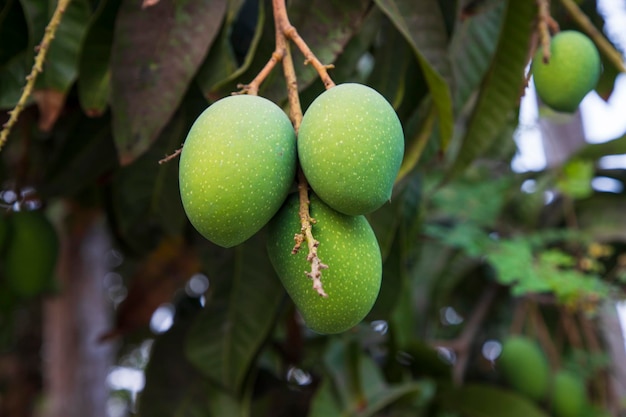 Mango verde crudo fresco nel ramo di un albero