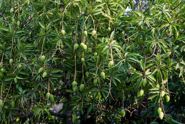 Mango verde sull&#39;albero