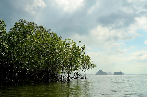 Mangrovie Alberi di mangrovie verdi in acqua di mare Radici di mangrovie sopra l'acqua Krabi Ao nang Thailandia