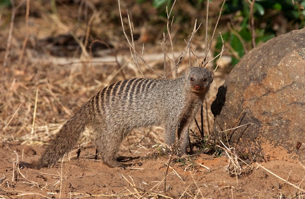 Mangusta fasciata Botswana