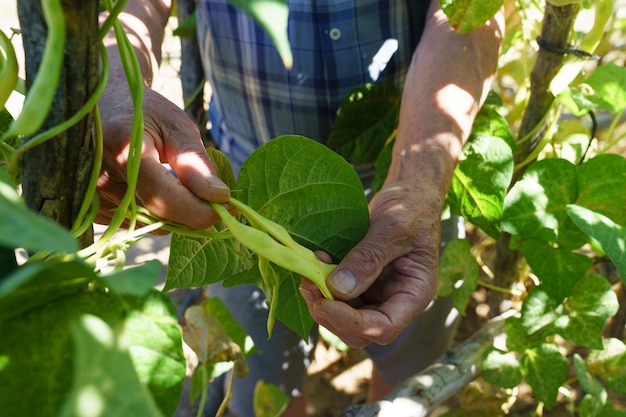 Mani adulte che raccolgono i fagiolini nel giardino