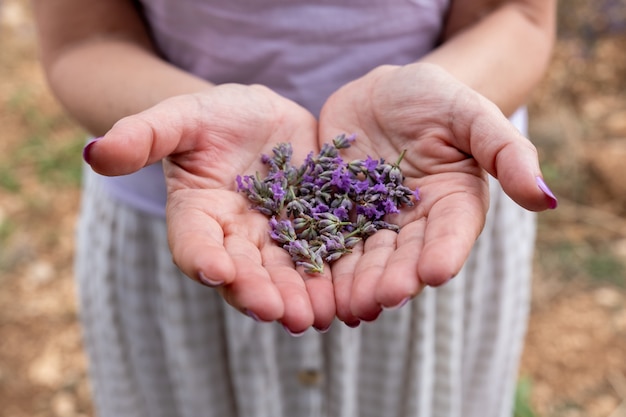 Mani che mostrano il fiore di lavanda