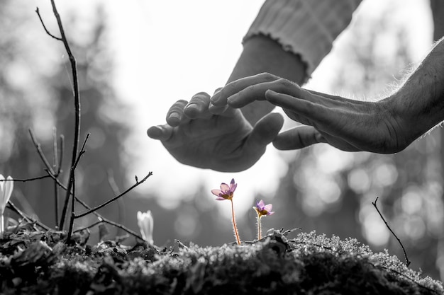 Mani che nutrono un piccolo fiore di primavera su una roccia