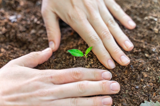 Mani che piantano giovani piante verdi Il concetto di Giorno della Terra eco-friendly salva il pianeta