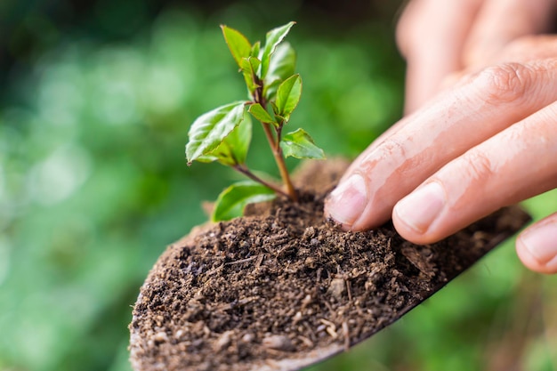 Mani che piantano una giovane pianta verde con una pala che si prende cura della natura eco-friendly giornata della terra salva il