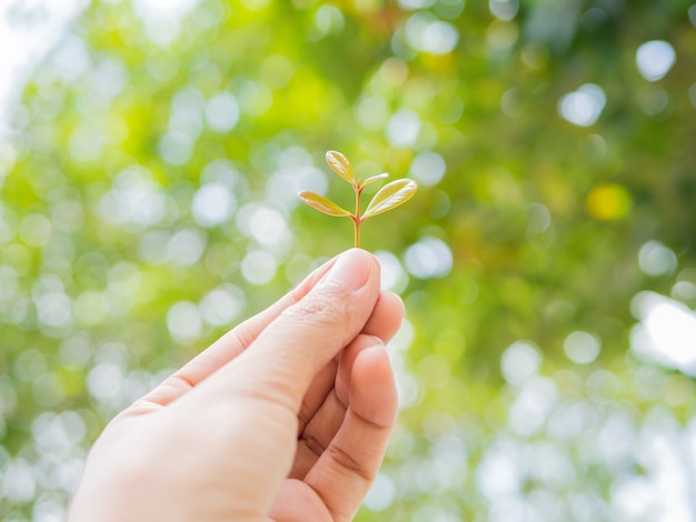 Mani che tengono e coltivano la crescita dell&#39;albero