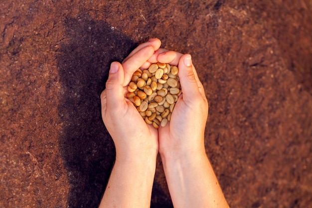 Mani che tengono i chicchi di caffè organici non tostati - arabica di coffeea