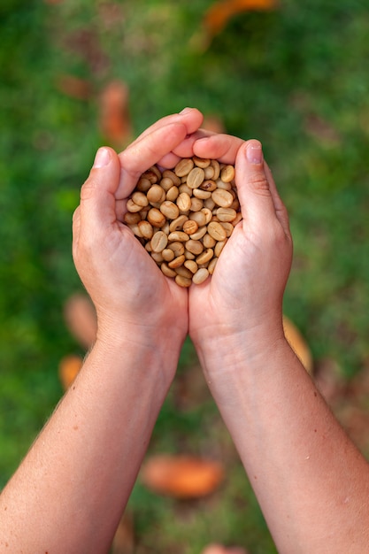 Mani che tengono i chicchi di caffè organici non tostati - arabica di coffeea