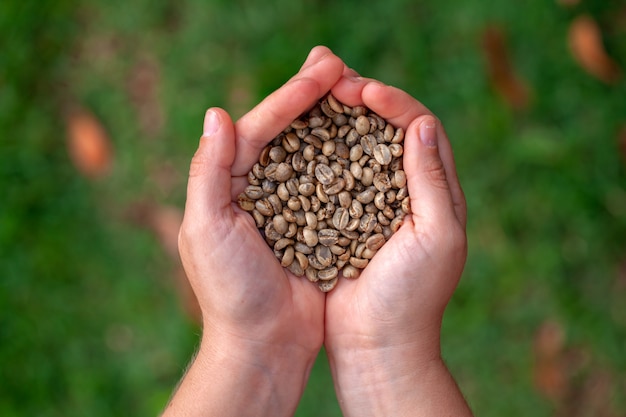 Mani che tengono i chicchi di caffè organici non tostati - arabica di coffeea