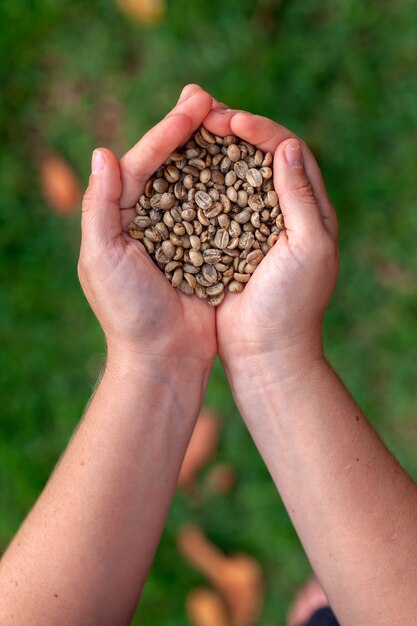 Mani che tengono i chicchi di caffè organici non tostati - arabica di coffeea