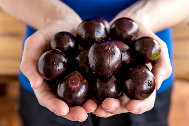 Mani che tengono jabuticaba, frutti esotici brasiliani, Jaboticaba è un frutto comune in Sud America