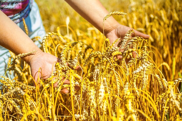 Mani che tengono piante di grano