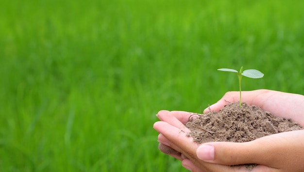 Mani che tengono piccola pianta giovane, giovane albero su sfondo verde di riso