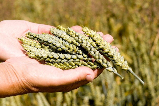 Mani che tengono spighe di grano