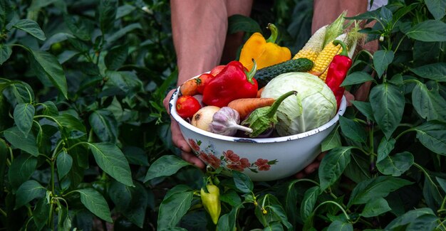 Mani che tengono un piatto grande con diverse verdure fresche di fattoria Raccolto autunnale e concetto di cibo biologico sano