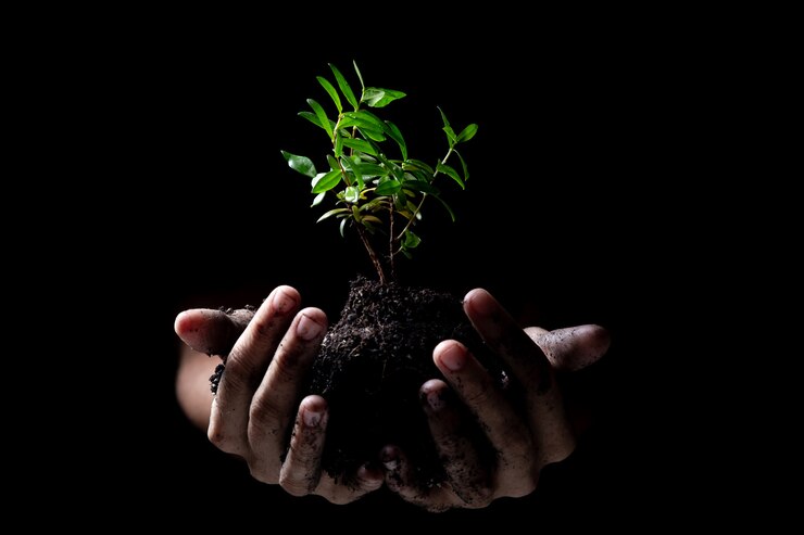 Mani che tengono una giovane crescita della pianta verde