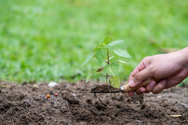 Mani che tengono una giovane pianta verde e luce