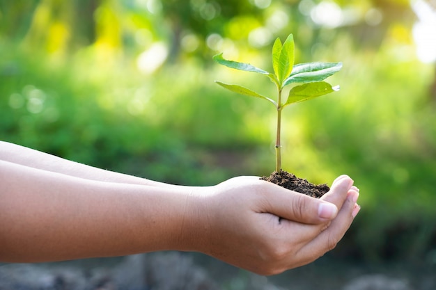 Mani che tengono una giovane pianta verde. Salvare il mondo e il concetto di Giornata mondiale dell&#39;ambiente.