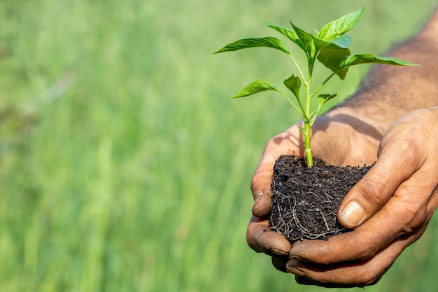 mani che tengono una pianta Concetto di agricoltura sostenibile e cura della terra