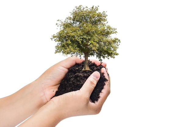 Mani che tengono uno sfondo verde dell'isolato dell'albero di plantsmall giovane