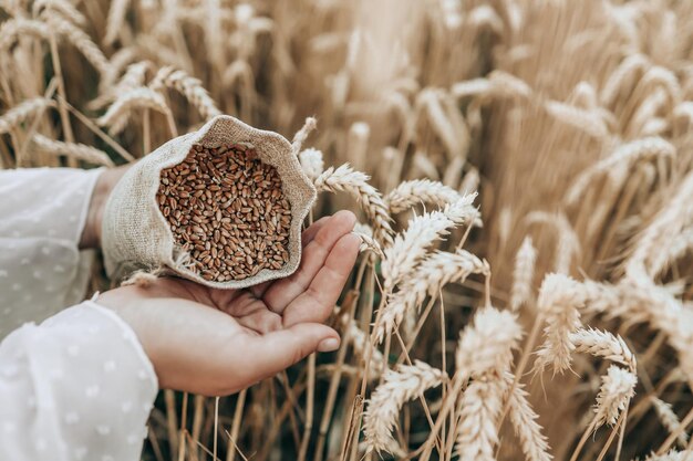 Mani con chicco di grano sulla raccolta del primo piano del campo