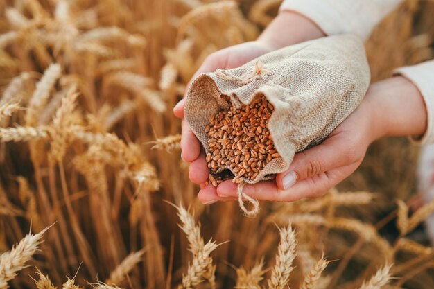 Mani con chicco di grano sulla raccolta del primo piano del campo