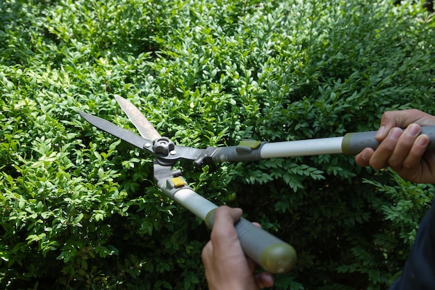 Mani con le forbici per tagliare i cespugli sopra un cespuglio di bosso rifilare i cespugli nel giardino variante f...