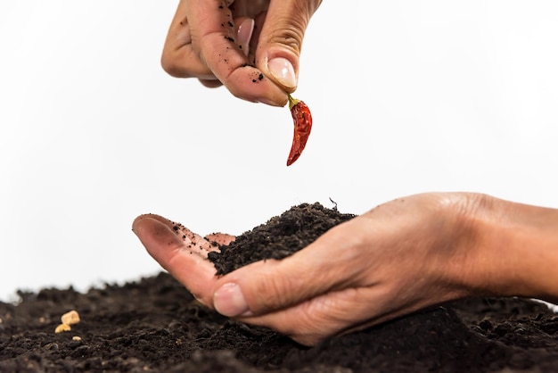 Mani con peperoncino rosso nel giorno della terra concetto di giardinaggio terra