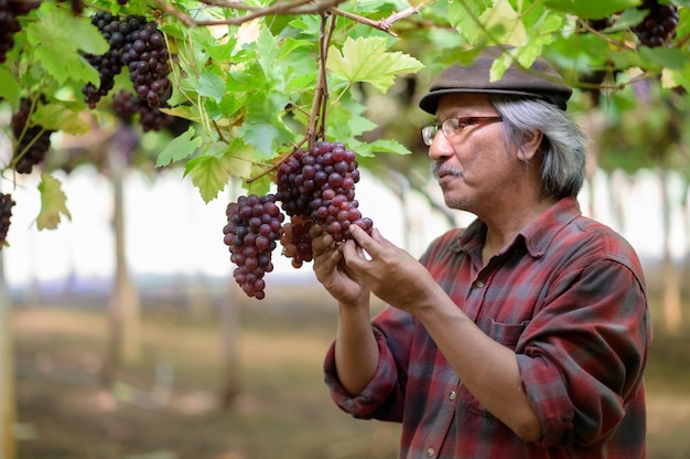 Mani degli agricoltori senior con uve nere o blu appena raccolte. Mani di agricoltore uomo anziano raccolta uva e sorriso felice.