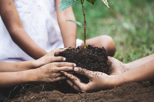 Mani del genitore e dei bambini che piantano insieme giovane albero sul suolo nero