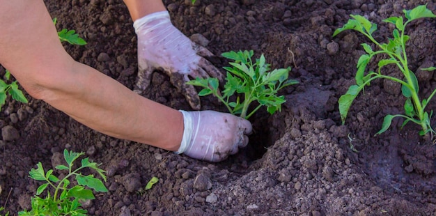 Mani del giardiniere che piantano piantina di pomodoro in terra