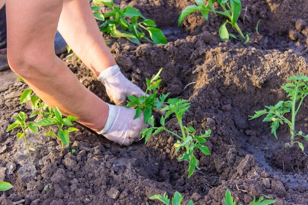 Mani del giardiniere che piantano piantina di pomodoro in terra