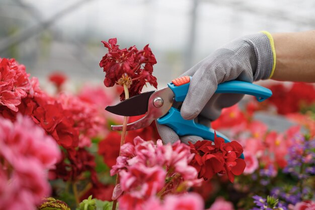 Mani del giardiniere in guanti che tagliano i fiori con il potatore