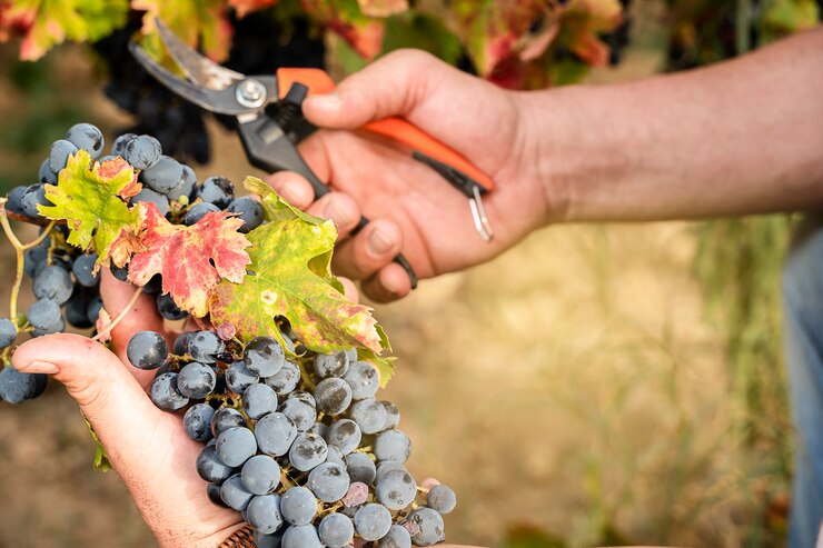 Foto mani del viticoltore con l'uva del grappolo in un vigneto