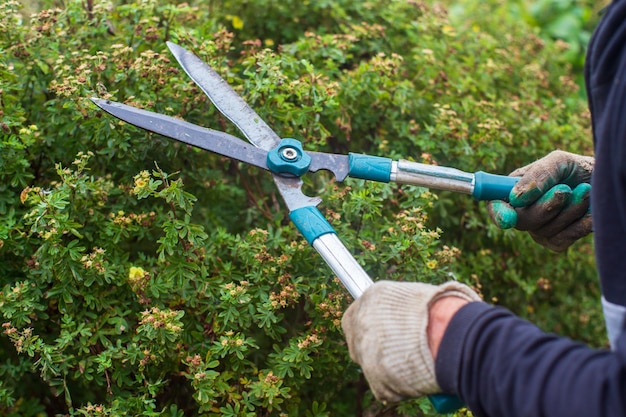 Mani dell'agricoltore che effettuano la potatura di cespugli con grandi cesoie da giardino Attrezzi da giardinaggio Concetto agricolo Stagione agricola