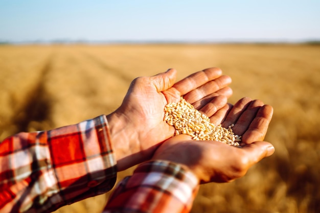 Mani dell'agricoltore Closeup versa una manciata di chicco di grano su un campo di grano Concetto di agricoltura