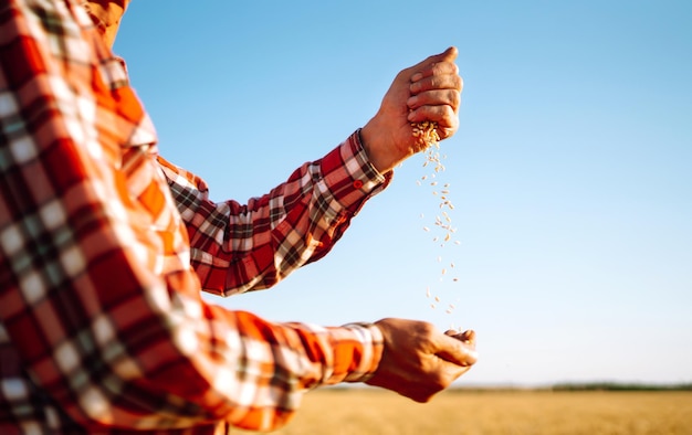 Mani dell'agricoltore Closeup versa una manciata di chicco di grano su un campo di grano Concetto di agricoltura