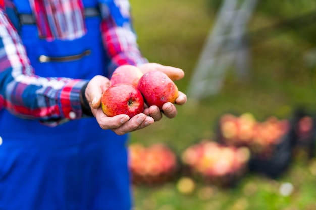 Mani dell'agricoltore con mele appena raccolte Campagna di frutti maturi rossi succosi