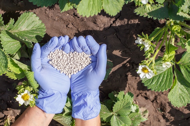 Mani dell'agricoltore in guanti di gomma che danno fertilizzante chimico a giovani cespugli di fragole durante il loro periodo di fioritura in giardino