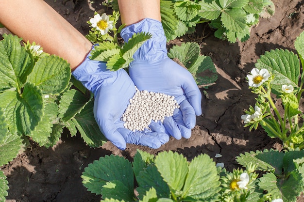 Mani dell'agricoltore in guanti di gomma che danno fertilizzante chimico ai cespugli di fragole durante il loro periodo di fioritura in giardino