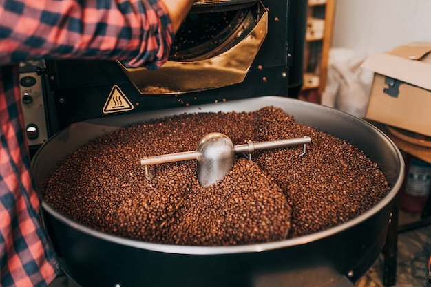 Mani dell'uomo che tengono i chicchi di caffè aromatici appena tostati su una moderna macchina per la torrefazione del caffè.