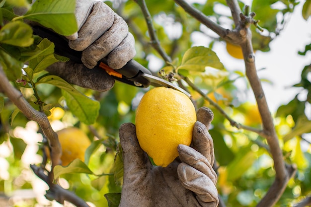 Mani dell'uomo con guanti da lavoro sporchi e forbici da potatura che raccolgono limoni