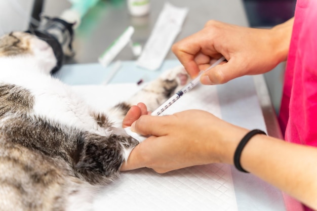 Mani della clinica veterinaria di una veterinaria che punge l'anestetico al gatto sul tavolo operatorio