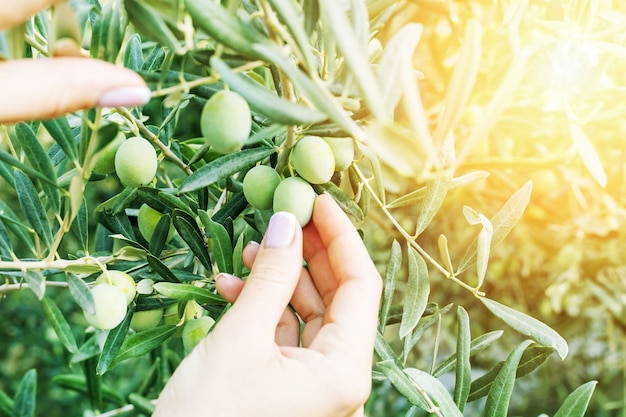 Mani Della Donna Che Tengono Le Olive All'alba. Concetto di eco verde. L'agricoltore sta raccogliendo e raccogliendo le olive.