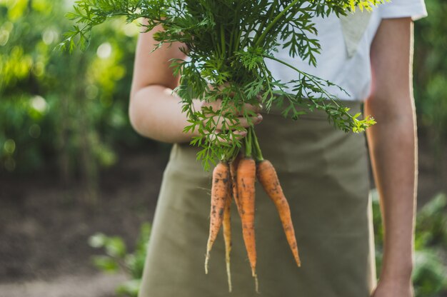 Mani della donna e carota fresca con le cime.